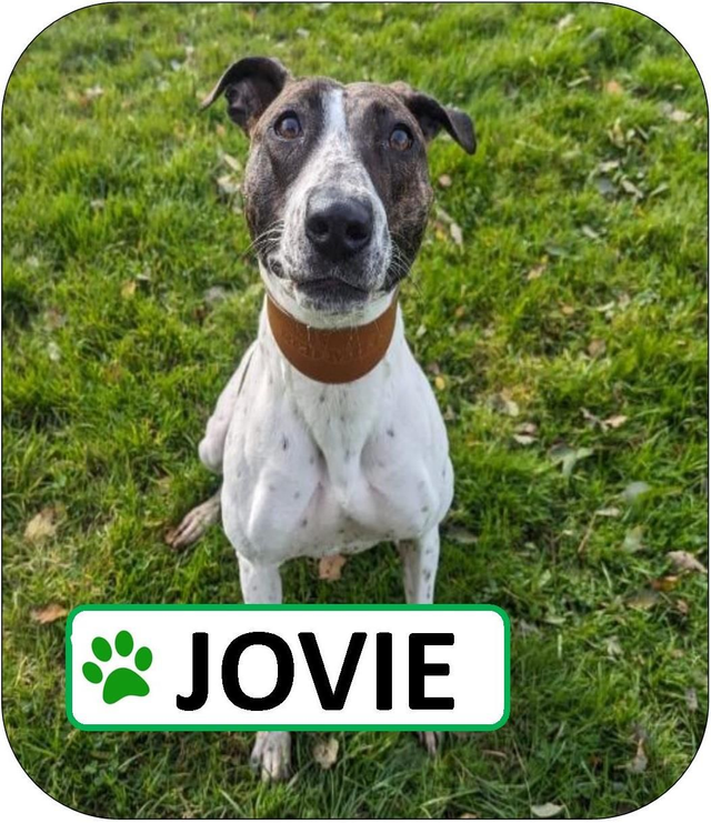 Jovie Sponsorship Pack