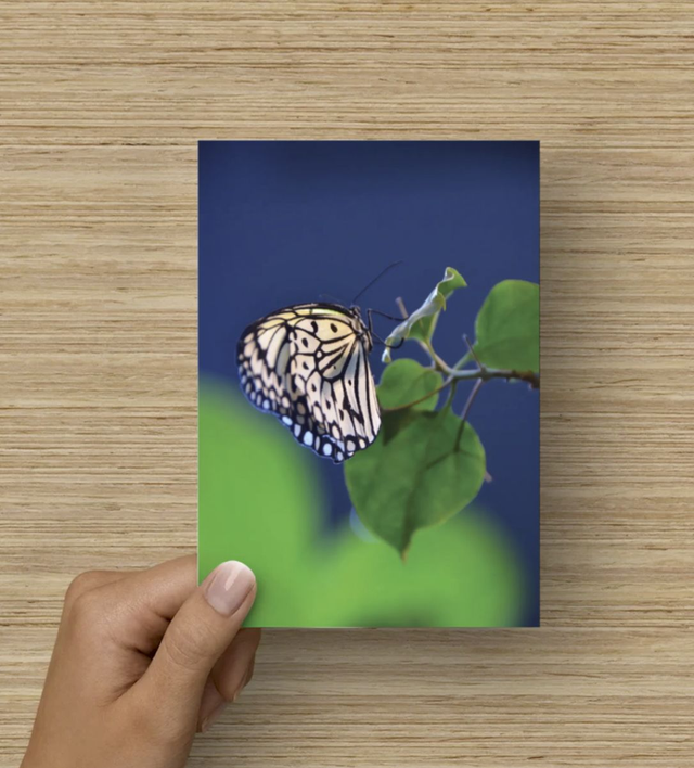 Postkarte Schmetterling Weiß