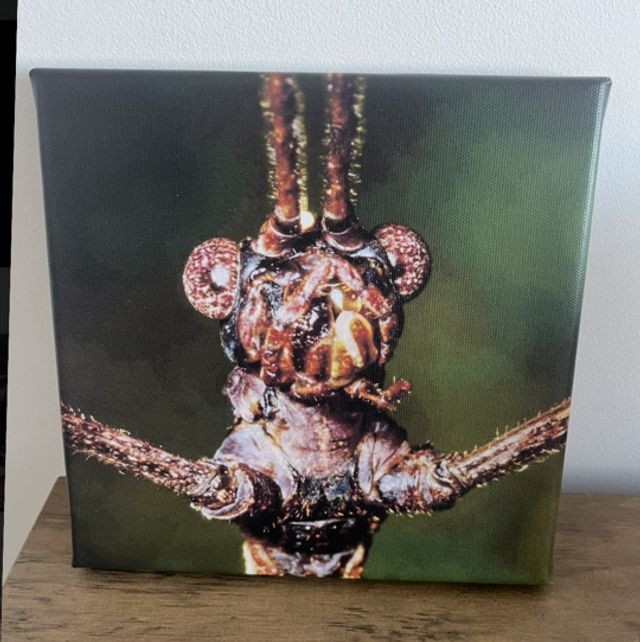 8” x 8” canvas - stick insect