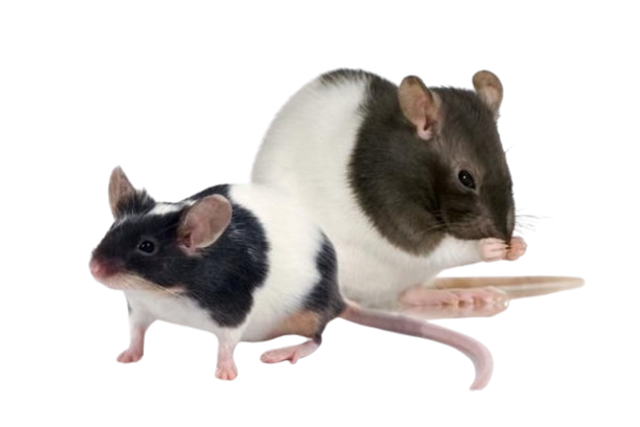 Rats Congelés