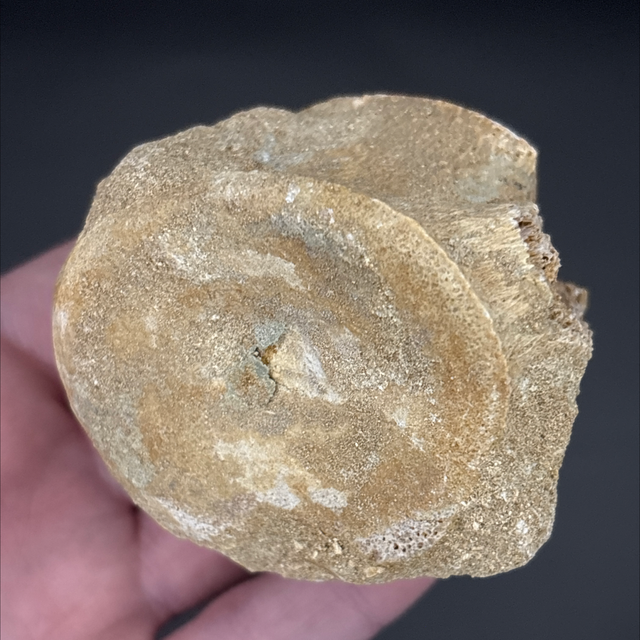 Plesiosaur Vertebra 