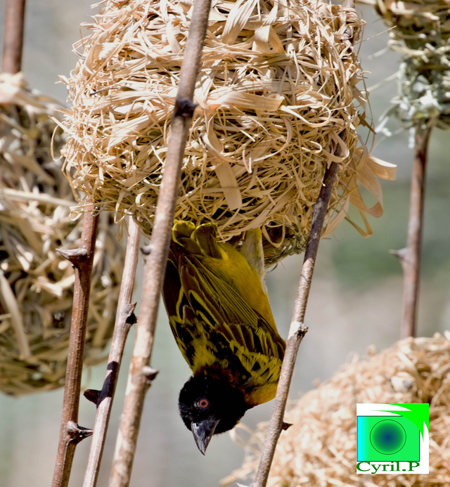  Ploceus cucullatus Dimensions extérieures : 32 x 32,6 cm 1 cm bord blanc