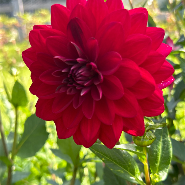 Waterlily Dark Red 365