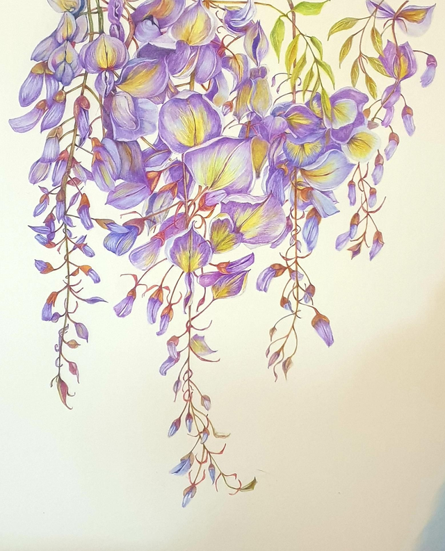 Wisteria Original