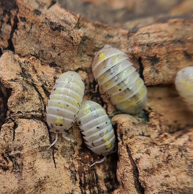 Magic potions A vulgare