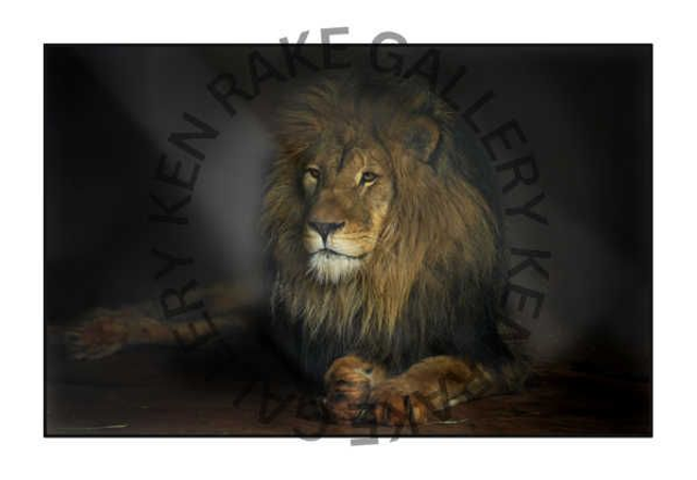   Simba, Rescued Lion, Lillongwe , Malawi - Colour Print