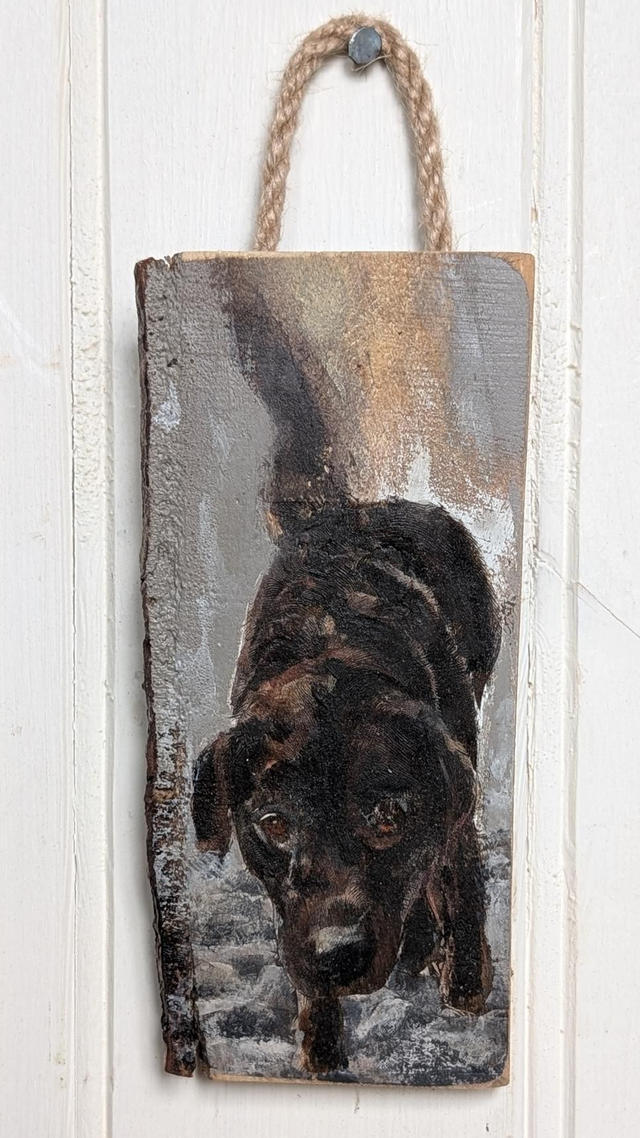 Chocolate Labrador - Molly