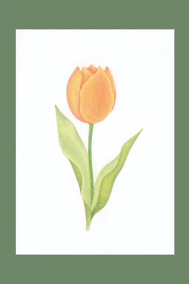 Illustration fleur de Tulipe orange