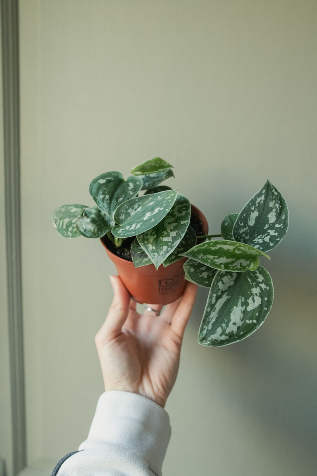 Scindapsus Pictus Trebie 🌿