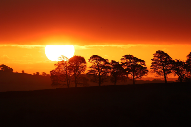 "The Lion King Sunrise" Print   