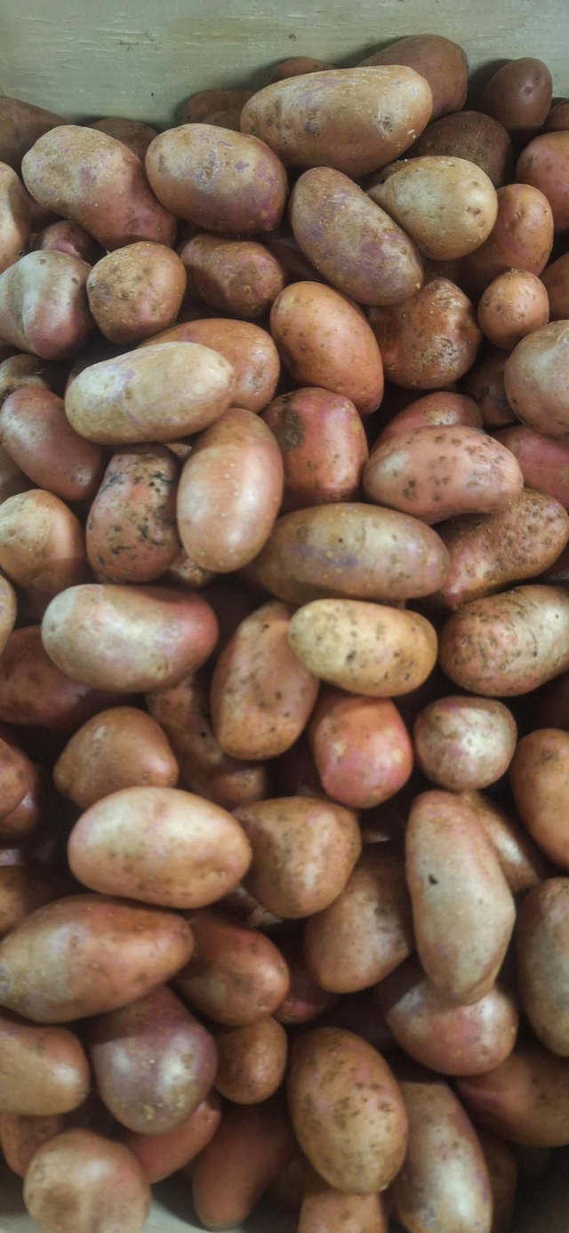 Pommes de terre 'Grenaille ' bio