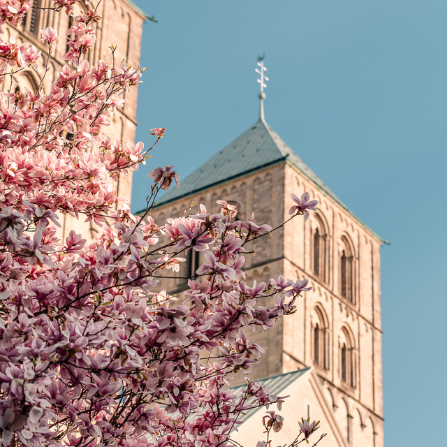 Dom mit Kirschblüte