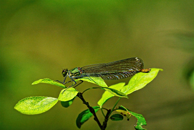 Demoiselle sur des feuilles