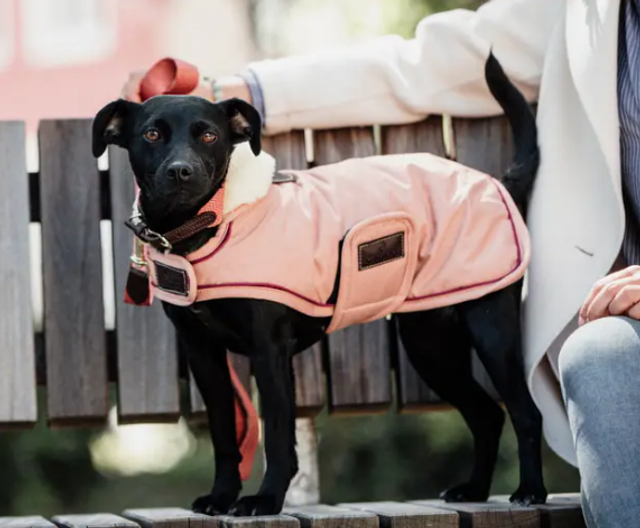 Manteau pour chien Imperméable 160g