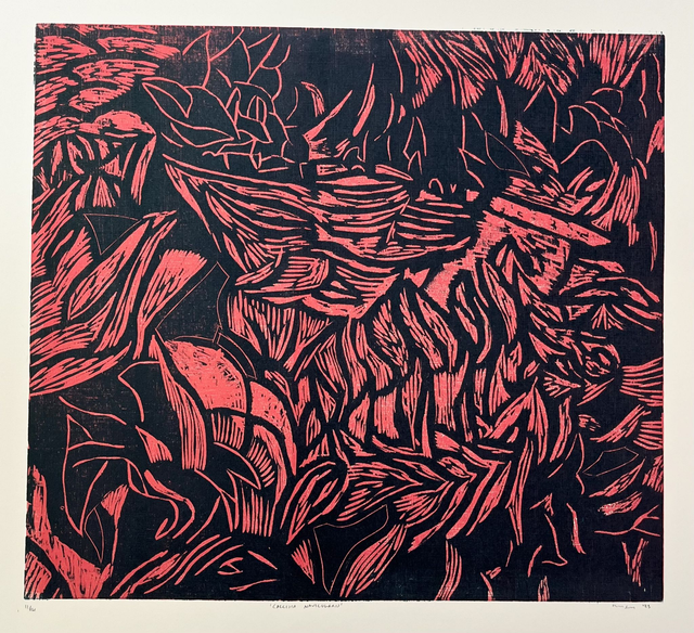 Callisia Navicularis