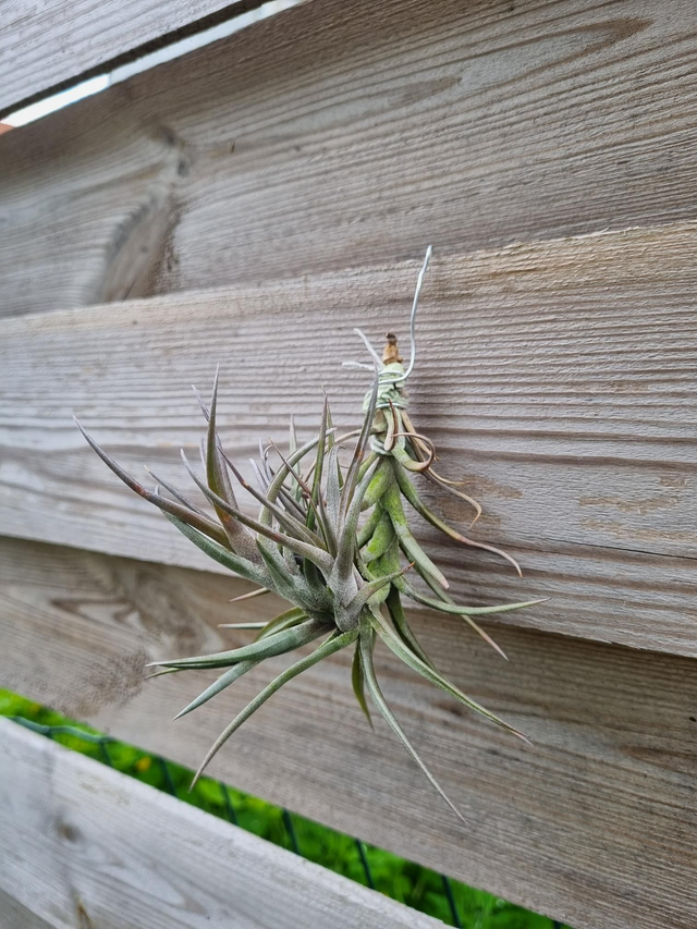 Tillandsia jonesii touffe