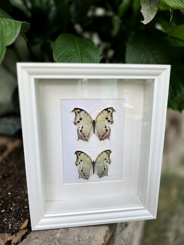 Raamitud liblikas "Mother-of-pearl" 