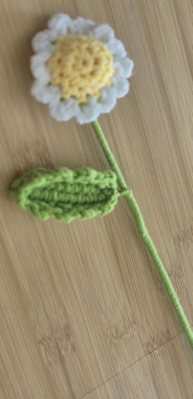 Cute little daisy flower