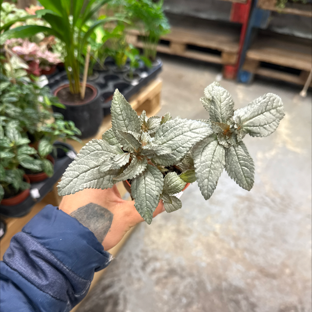 Pilea Silver