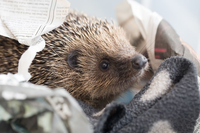 Run the hospital for one week