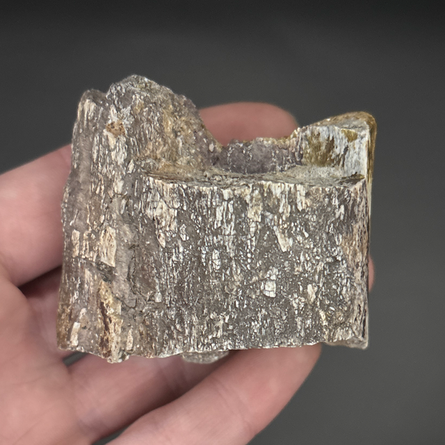 Iguanodon Limb Bone Fragment