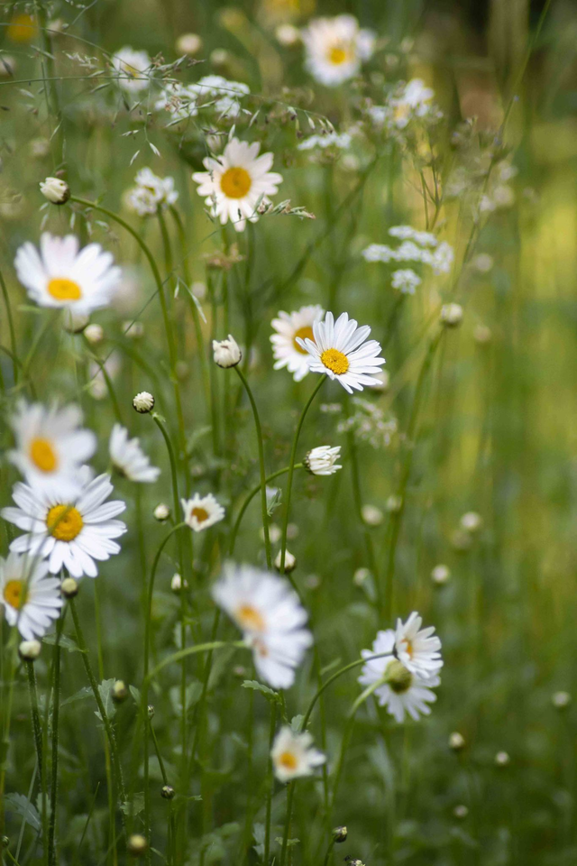 Ox-Eye Daisies Greetings Card