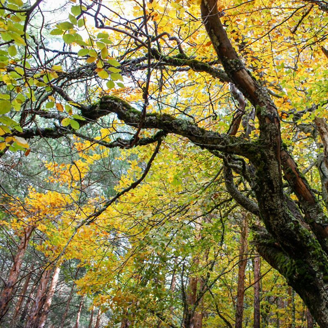 Excursión Hayedo Tejera Negra