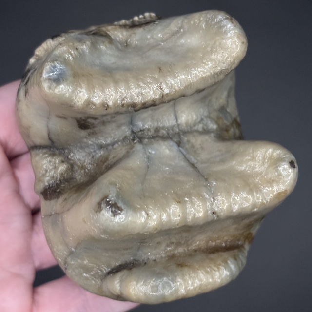 Deinotherium Tooth