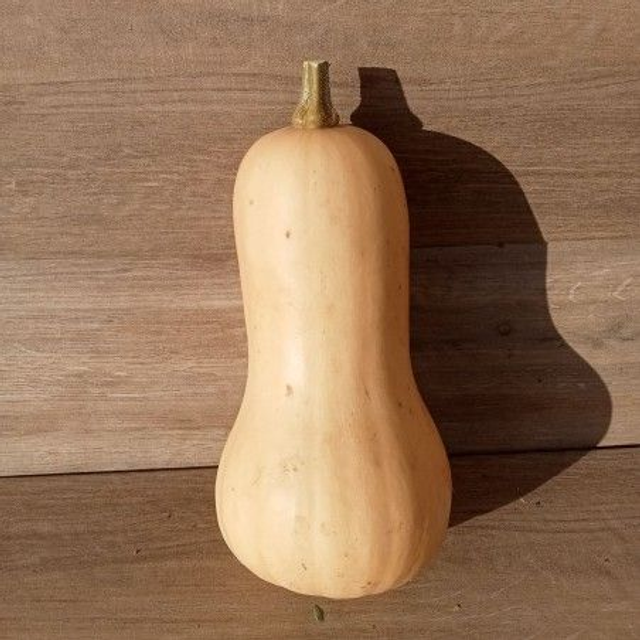 Butternut 🧺