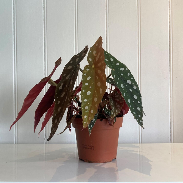 Begonia Maculata
