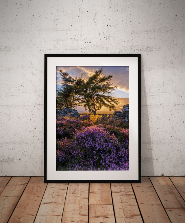 Purple and Gold, Captain Cooks Monument