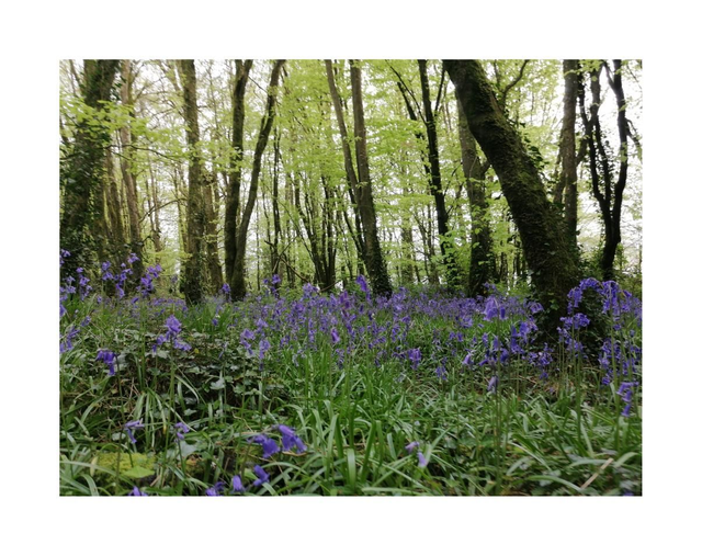 Bluebells in The Woodlands of Loughglynn, County   Roscommon. 5" x 7 " Blank Greeting card with envelope. includes postage to all of Ireland. 