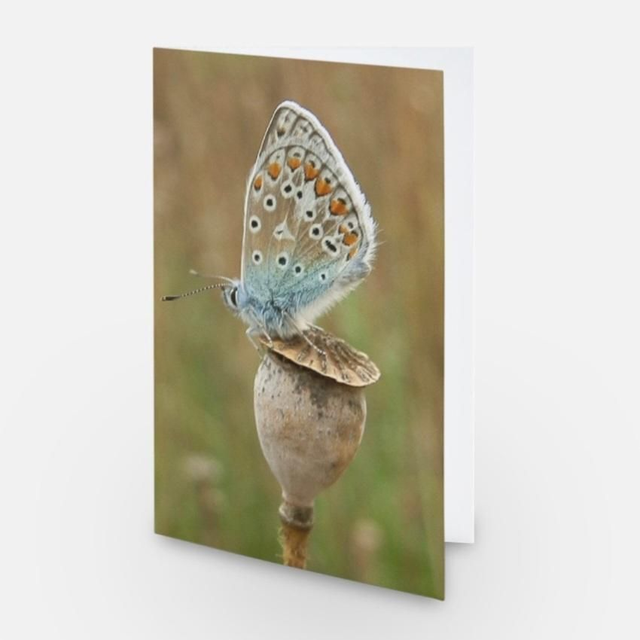 Common blue butterfly on poppy seed head greeting card