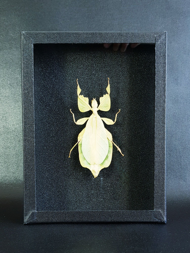 Cryptophyllium celebicum