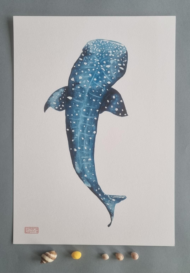 Requin baleine 1