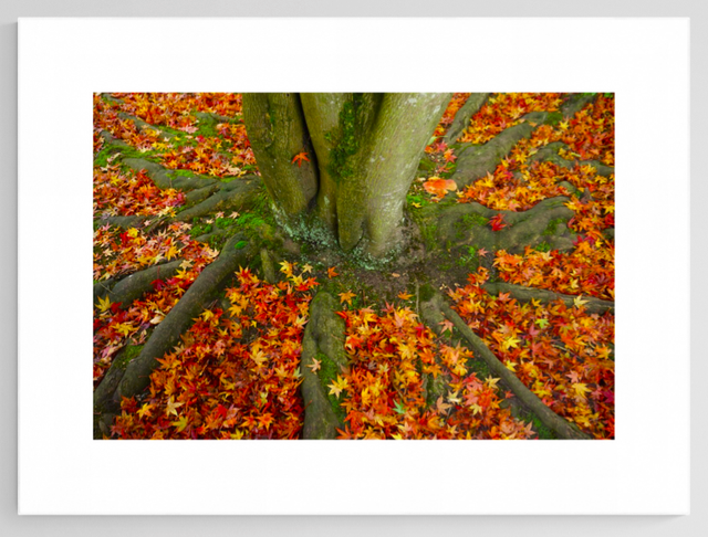 Autumn Leaves - Print