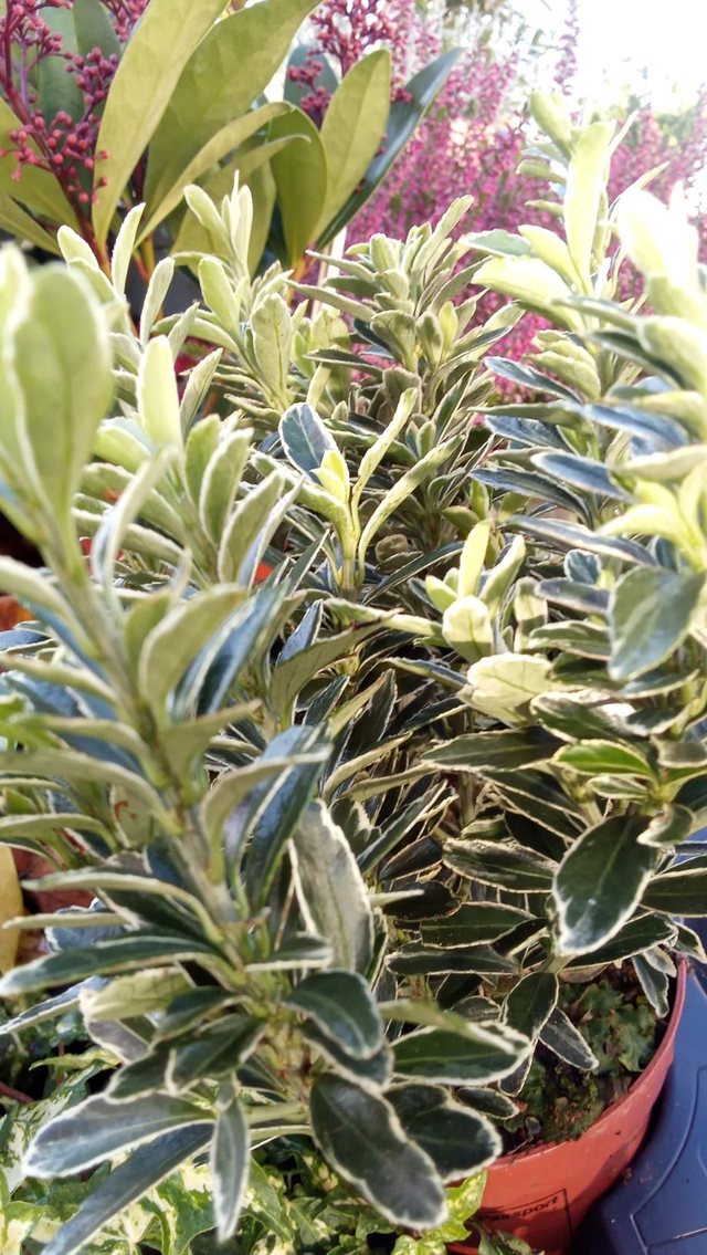 Euonymus 105