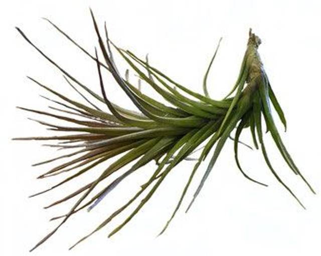 Tillandsia caulescens