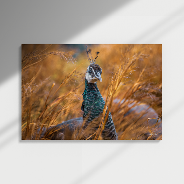 Dibond print - Pauw (1)