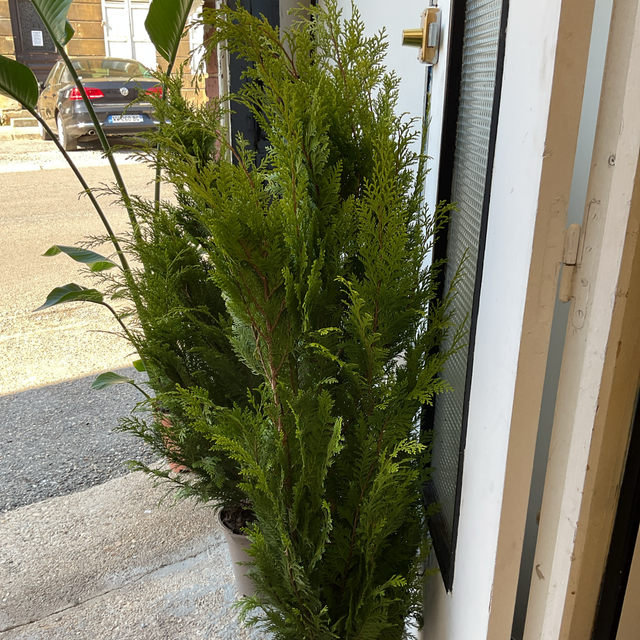 Chamaecyparis lawsoniana 'Stardust