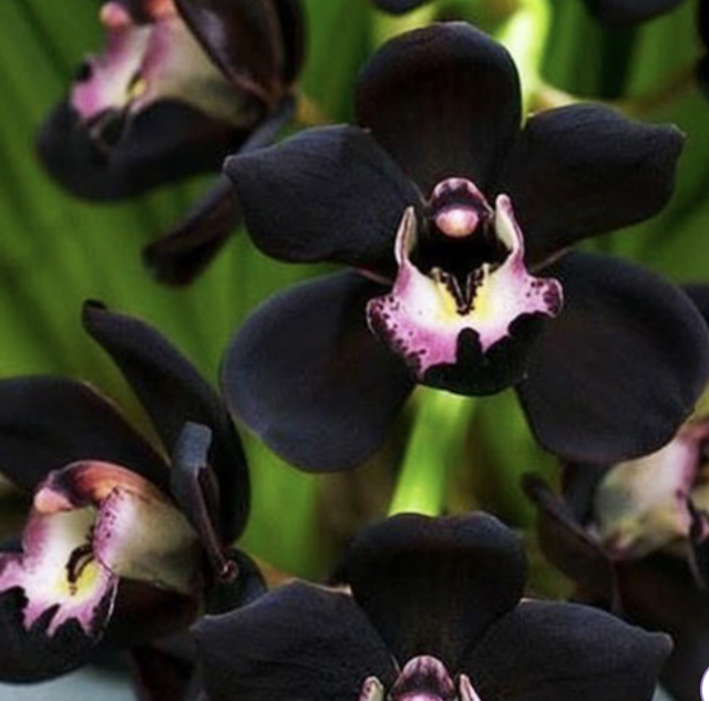 Dark Orchid 