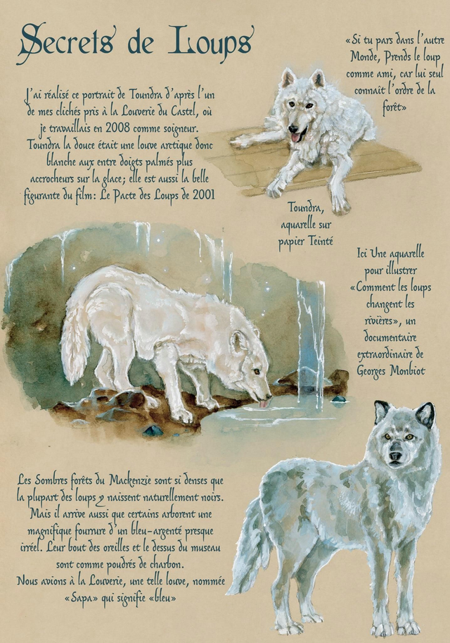 Affiche ✨️Secrets de Loups✨️