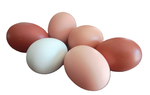 Oeuf à couver pondeuses MIX