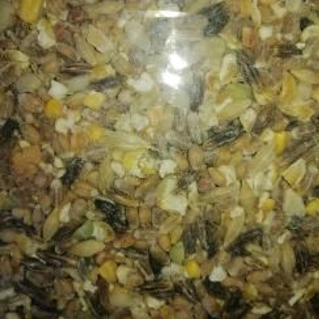 mélange poules pondeuses