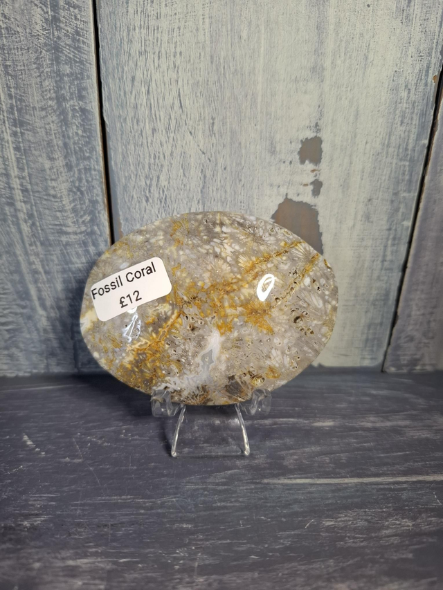 Fossil Coral Palmstone 