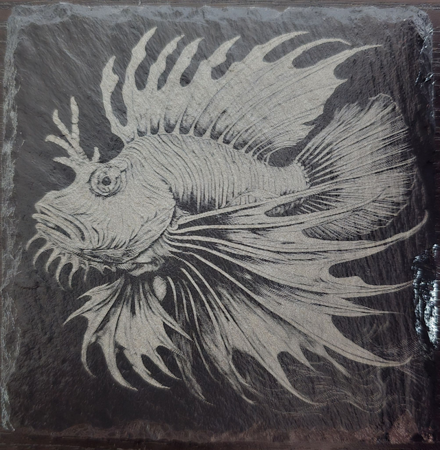 Animaux et plantes de l'océan