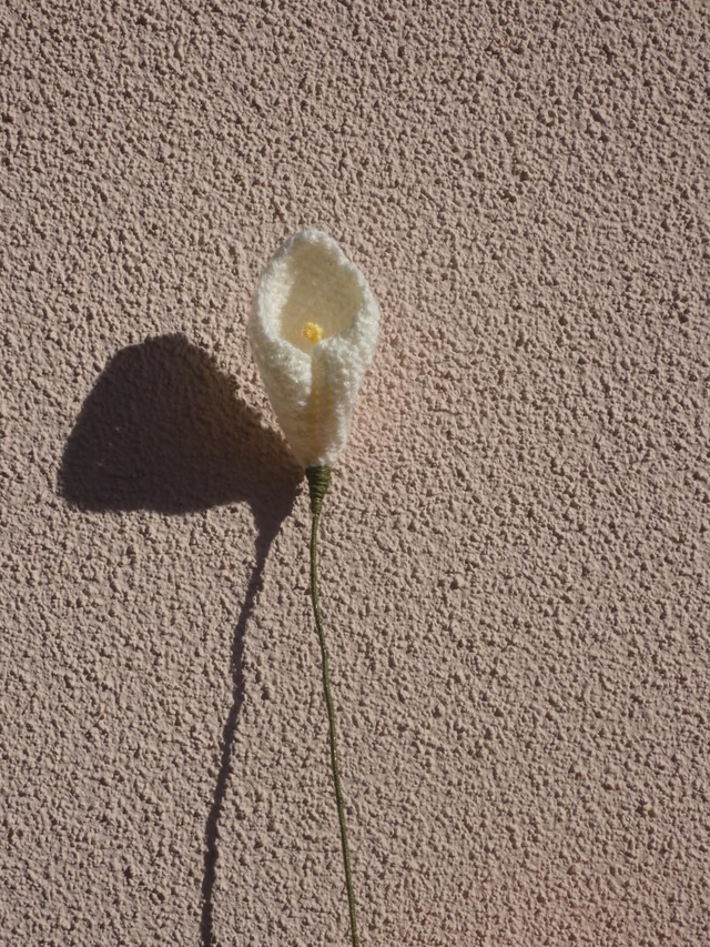 Arum blanc pailleté 