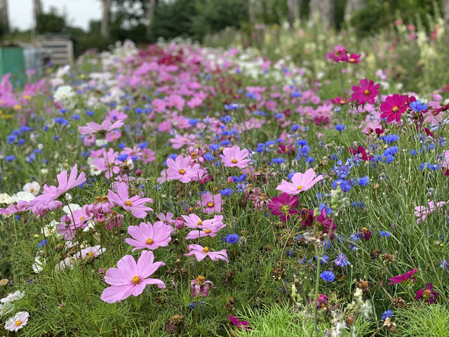 Cosmos National Collection Mix