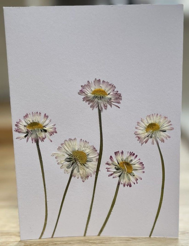 Daisies Greeting Card