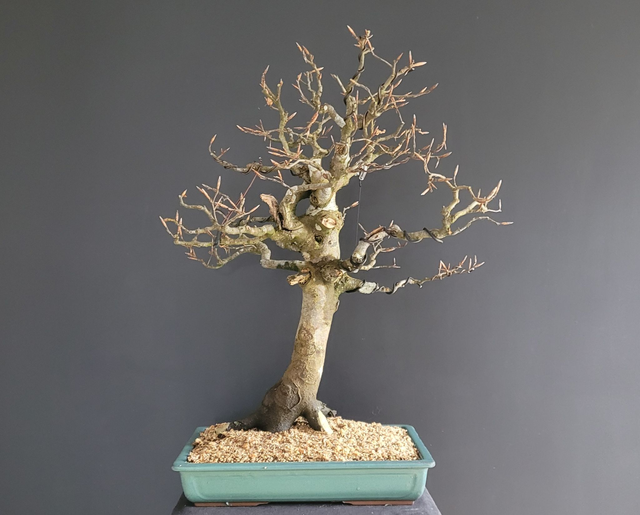 (160) fagus silvatica